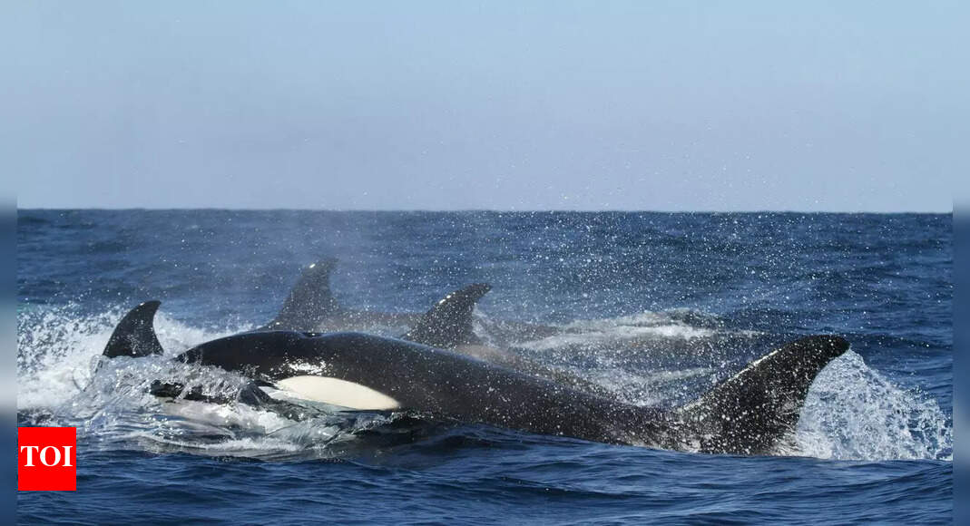 Killer whales in the Gulf of California hunt great white sharks