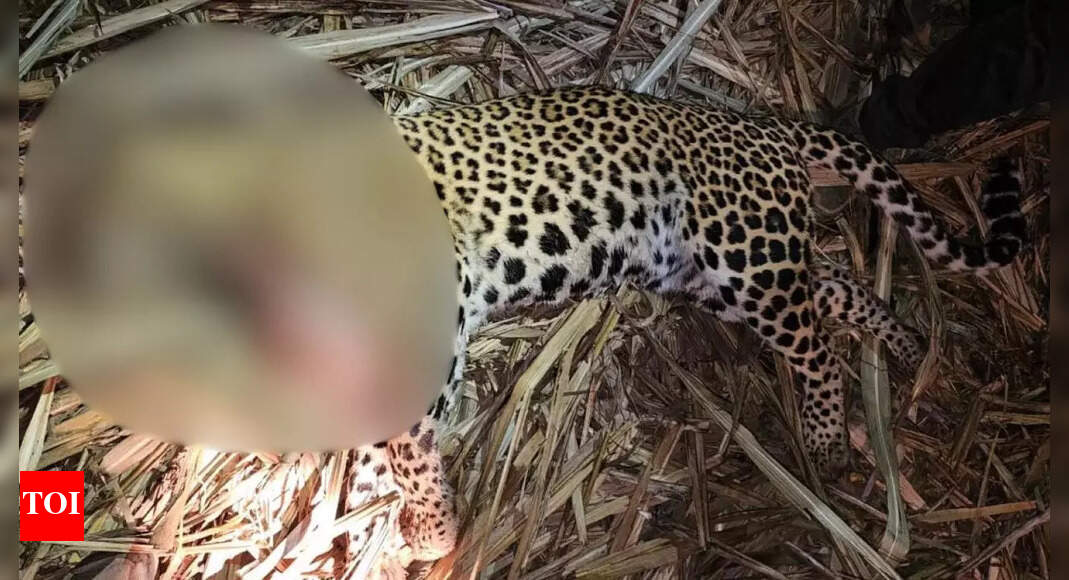 Pune: Man-eater leopard that killed 3 people in last 20 days shot dead in Pimparkhed
