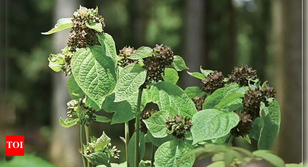 The flower that smells like ants: How Vincetoxicum nakaianum tricks flies to survive
