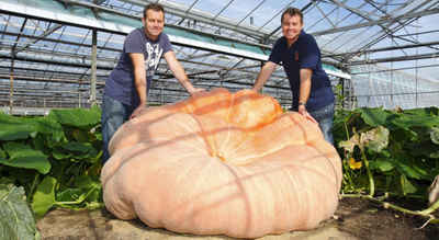 UK twin brothers grow world’s biggest and heaviest pumpkin; breaks two Guinness World Records