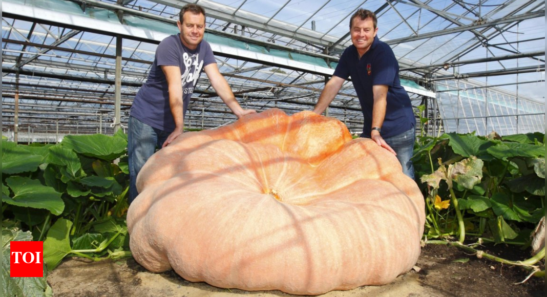 UK twin brothers grow world’s biggest and heaviest pumpkin; breaks two Guinness World Records