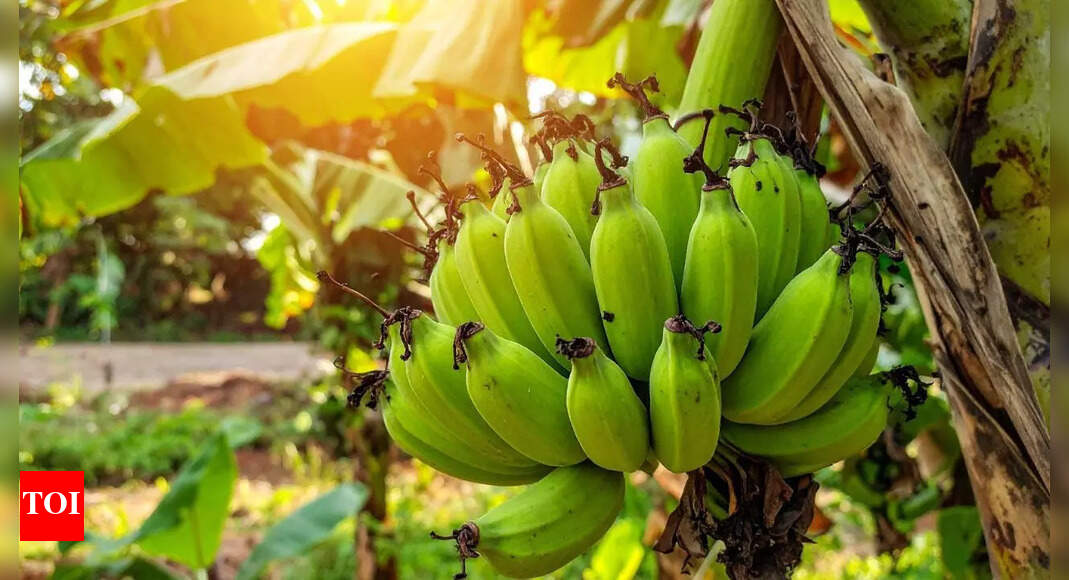 How to grow a healthy banana plant using the seedless method |