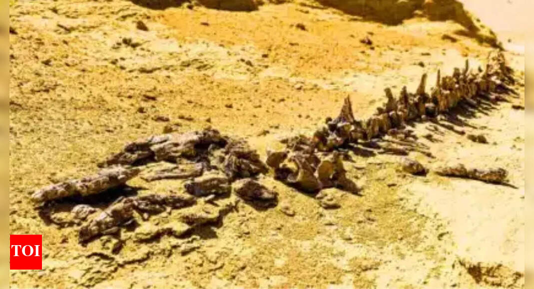 Chucarosaurus diripienda: The dinosaur so massive it shattered roads and transformed how scientists study titanosaurs