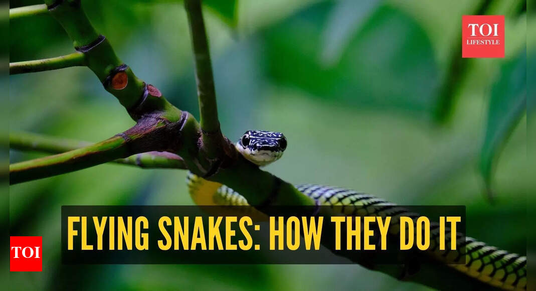 Snakes that can fly? The science behind nature’s most unexpected ability