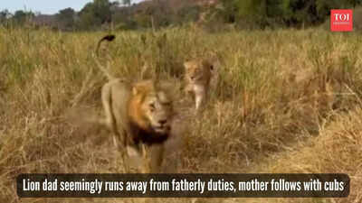 Male lion ‘flees’ babysitting duties in a video from the wild; social media calls it "most relatable wildlife video"