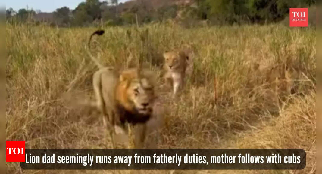 Male lion ‘flees’ babysitting duties in a video from the wild; social media calls it 
