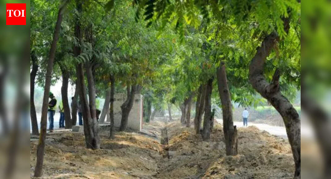 Why even trees could be your enemy in pollution season | Delhi News ...