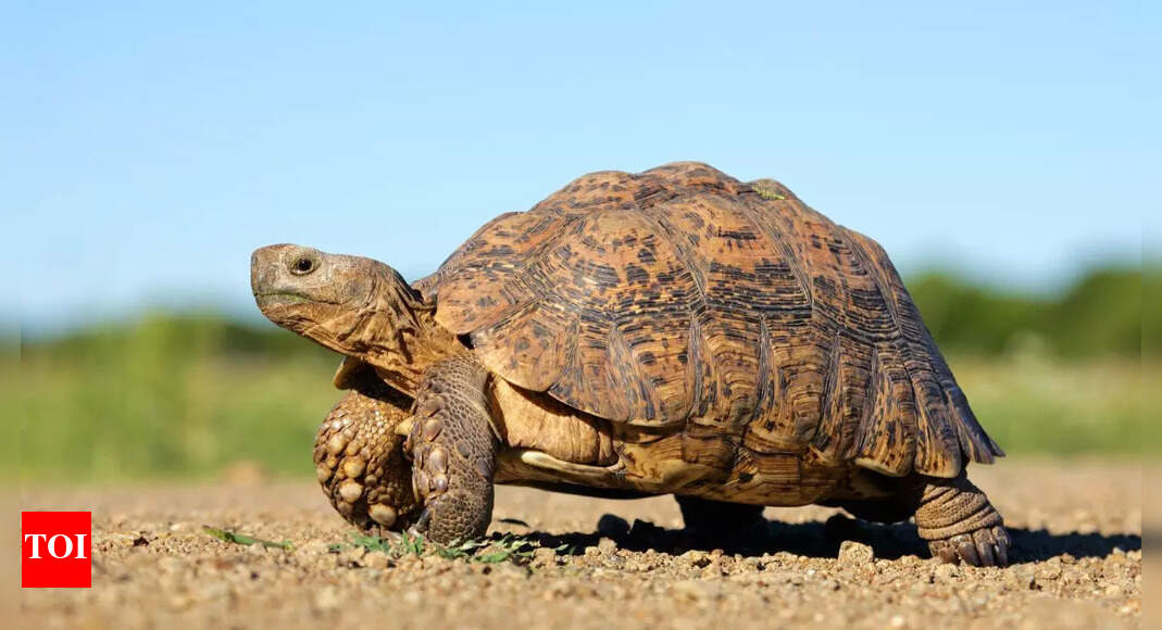 Animals with unimaginably long life spans, from Greenland shark to rockfish