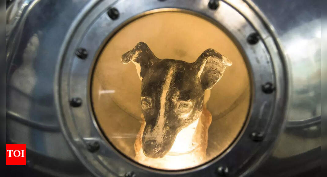 How this brave dog became the first animal in space and made history