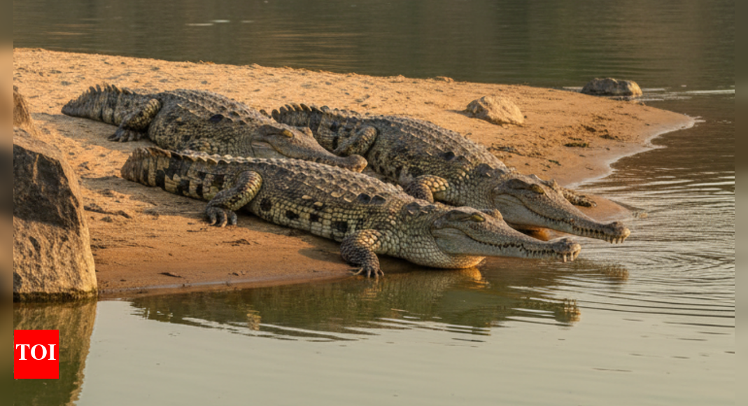 3 crocodiles drag Rajasthan man into Chambal river