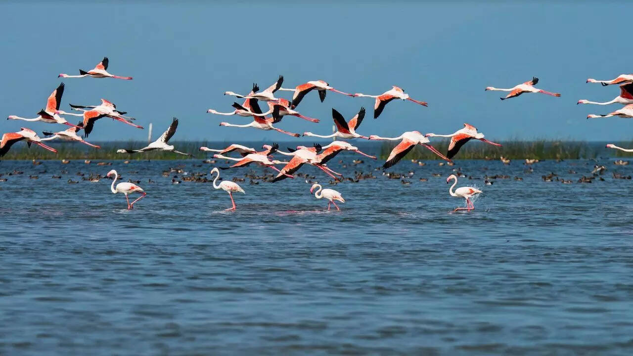 Patrolling intensified in Chilika to prevent poaching of migratory birds |  Bhubaneswar News - The Times of India