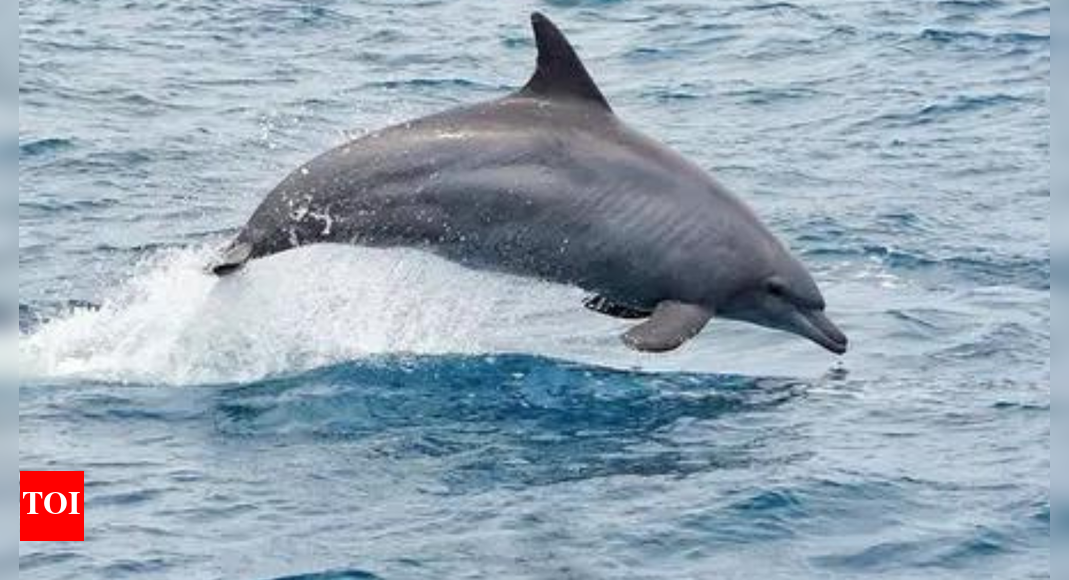 <div>India's marine mammal research set to advance with new acoustic tracking efforts</div>