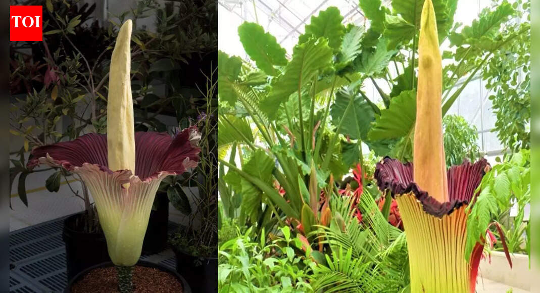 The Corpse Flower: Why it blooms so rarely and smells like death ...
