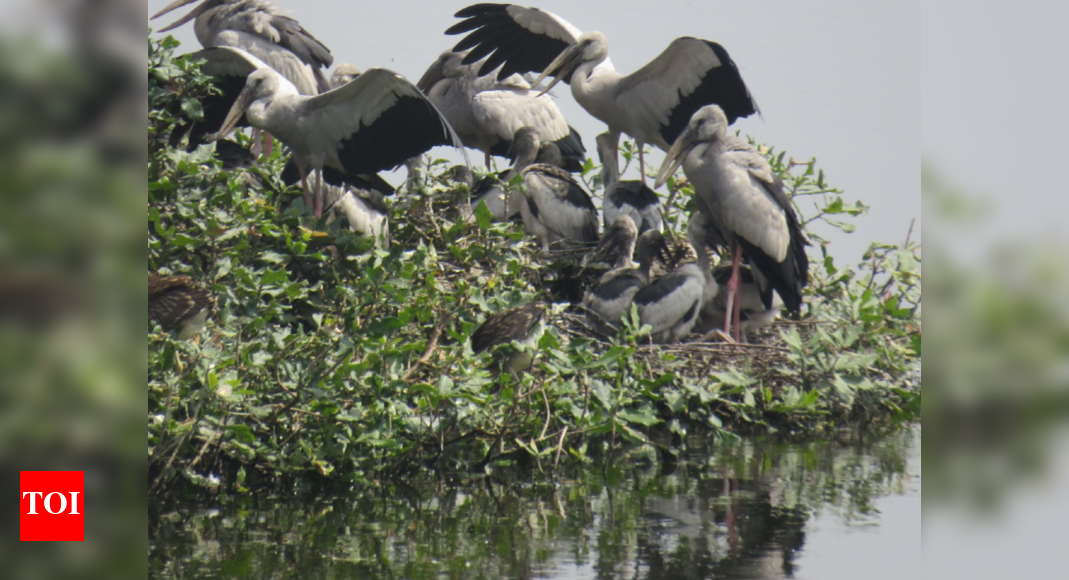 Vedanthangal Bird Sanctuary Welcomes Thousands of Migratory Birds This Season