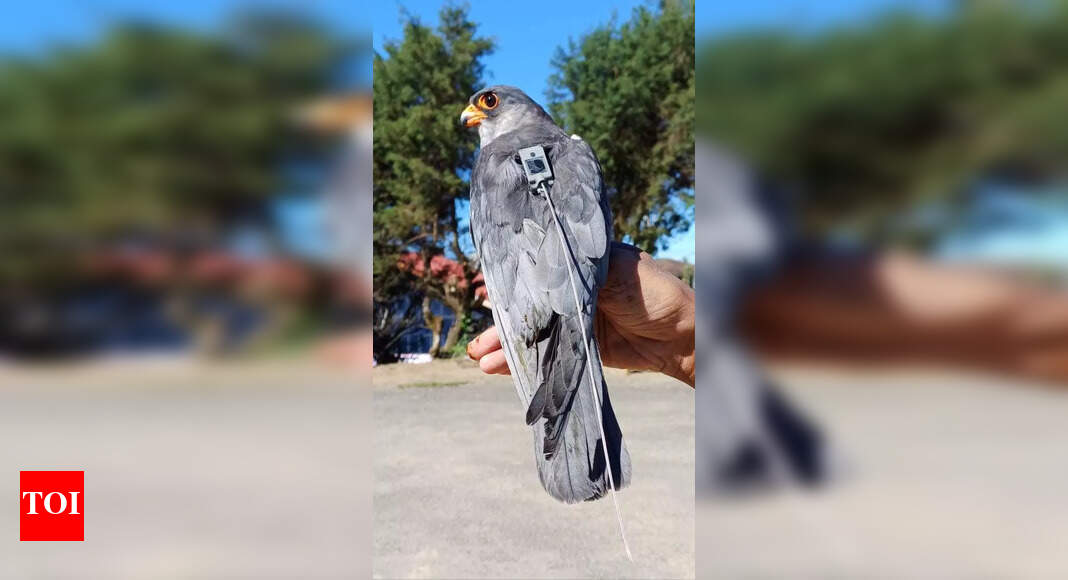 Transmitter of satellite-tagged Amur falcon stops working in Russia