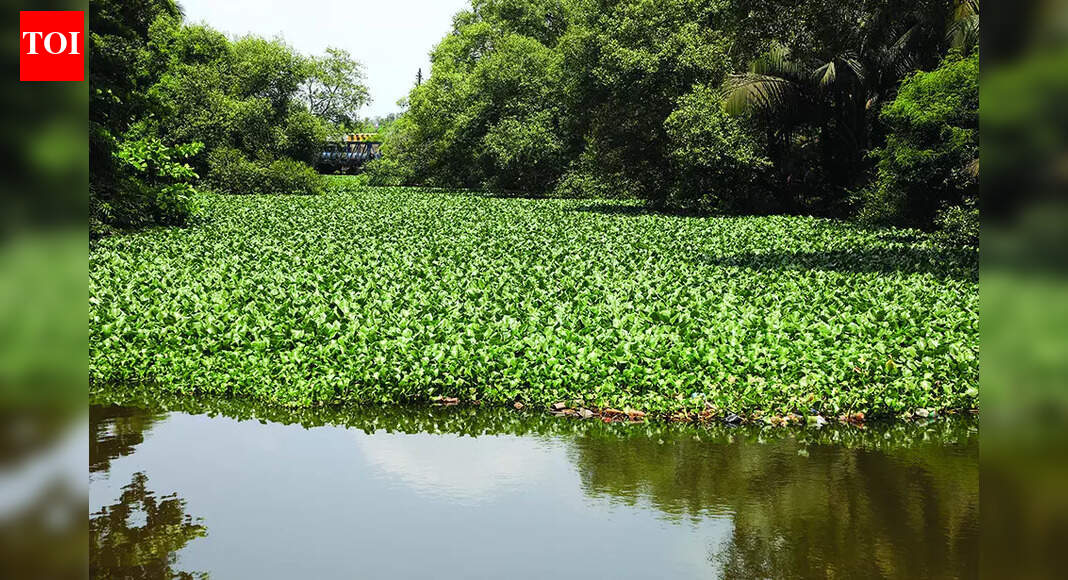GCZMA Approves WRD Project to Desilt Tar River: A Step Towards Flood ...