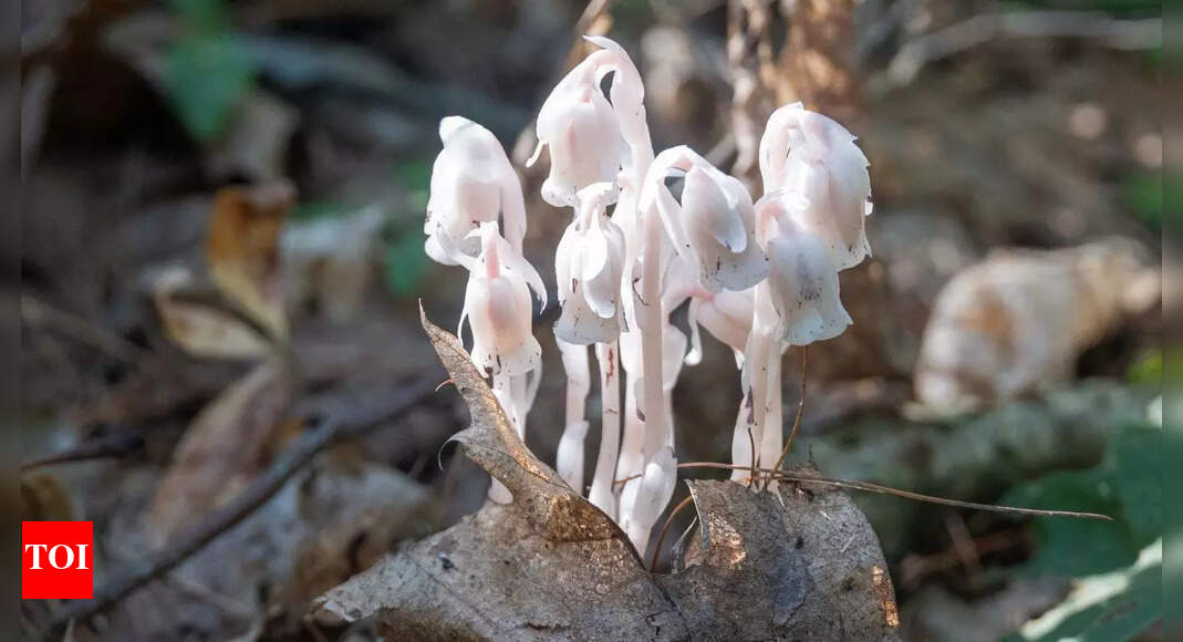 日本の幽霊植物: 太陽の光が届かない場所でどうやって生き延びる |