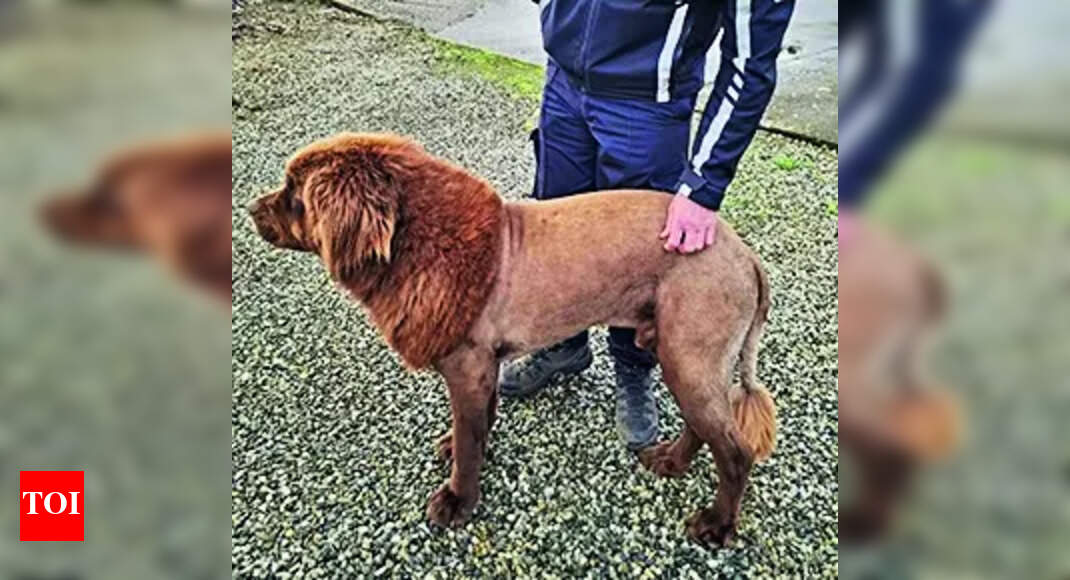 Irish police got a call about a lion. It was actually a dog named mouse