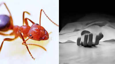 'Sorry. Can't live with them anymore': Telangana woman kills self over fear of ants; leaves apology note behind
