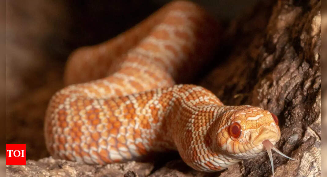 10 distinct sounds snakes make to warn or scare; and what each noise really means