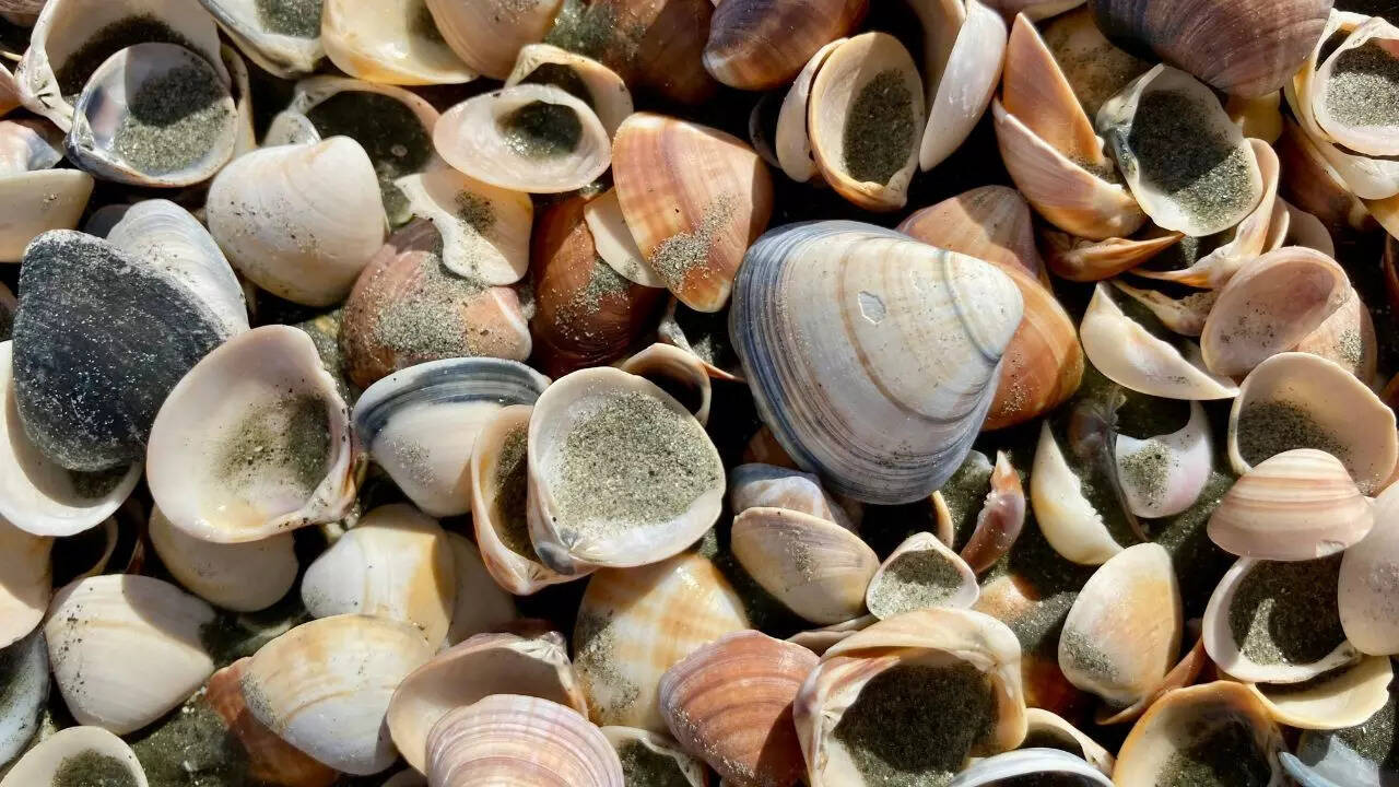 A 480-million-year-old fossil changes what we know about the origin of  parasites | - The Times of India