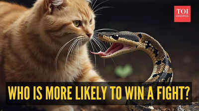 Cat vs Snake: Who Is More Likely to Win a Fight?