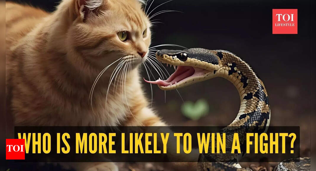 Cat vs Snake: Who Is More Likely to Win a Fight?