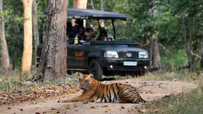 Karnataka Suspends Tiger Safaris After Series of Fatal Attacks: Trekking  Banned Statewide | Bengaluru News - The Times of India
