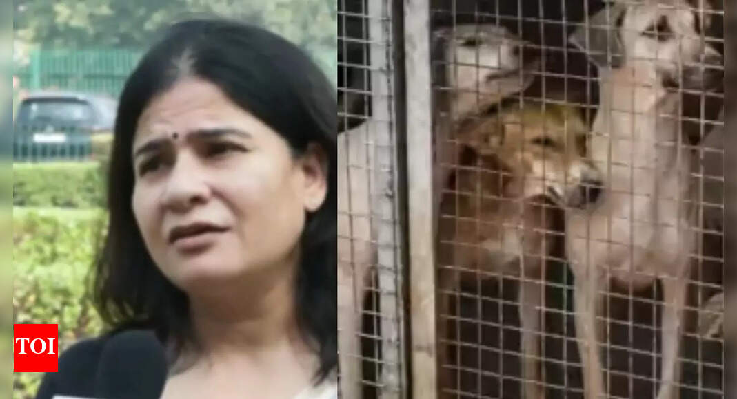'Going to be a nightmare in country': Animal rights activist fumes over SC directive to remove stray dogs from institutions
