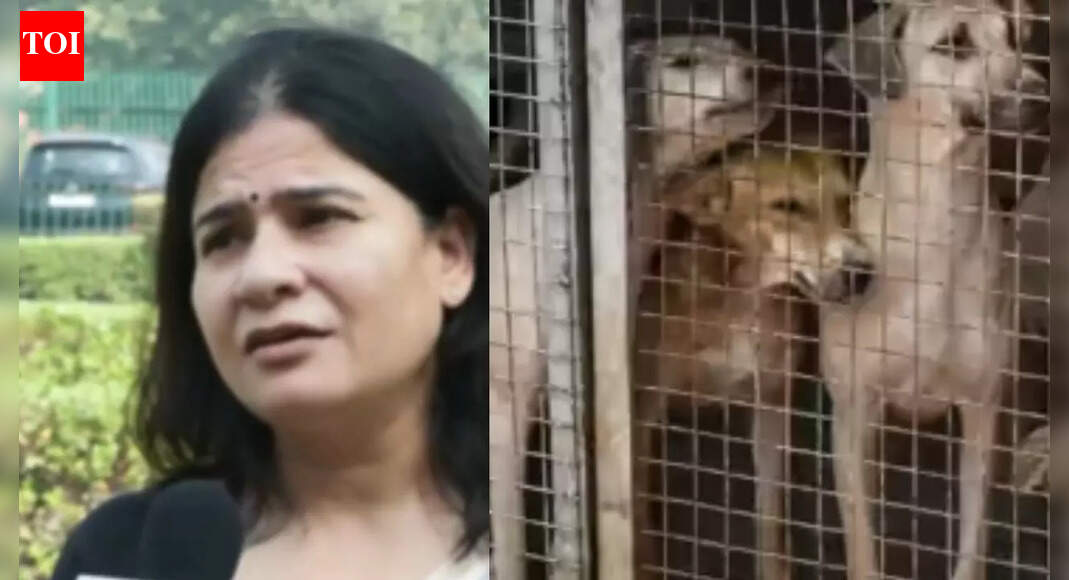 ‘Going to be a nightmare in country’: Animal rights activist fumes over SC directive to remove stray dogs