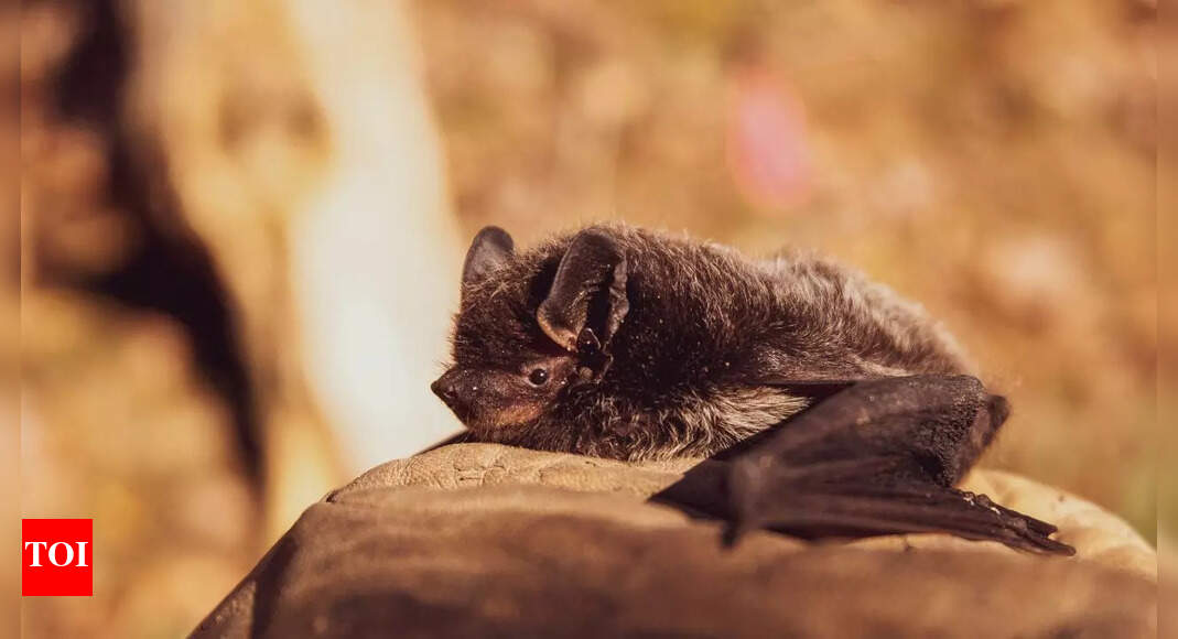 Why some bats walk on the ground: Know their unique gaits, survival strategies, and ecological adaptations