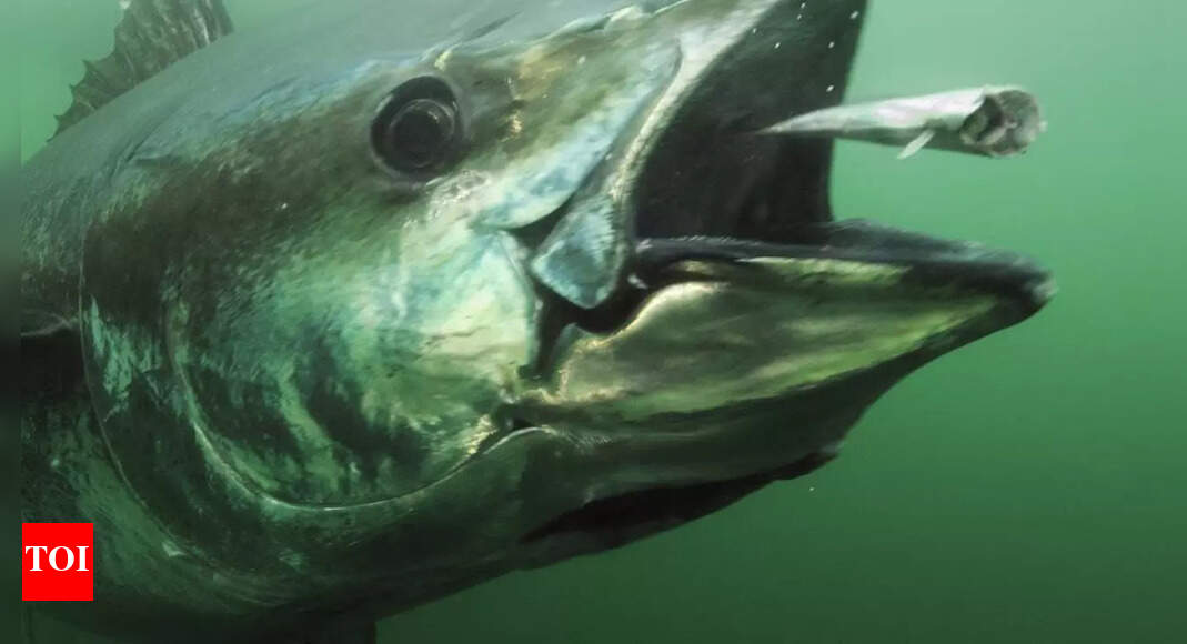 Largest tuna in the world ever caught: Atlantic bluefin record, size, and facts