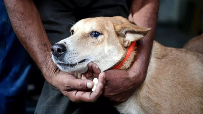 Make premises of schools, colleges, hospitals, sports ground, bus and railway stations free of stray dogs, shift them in shelters: SC