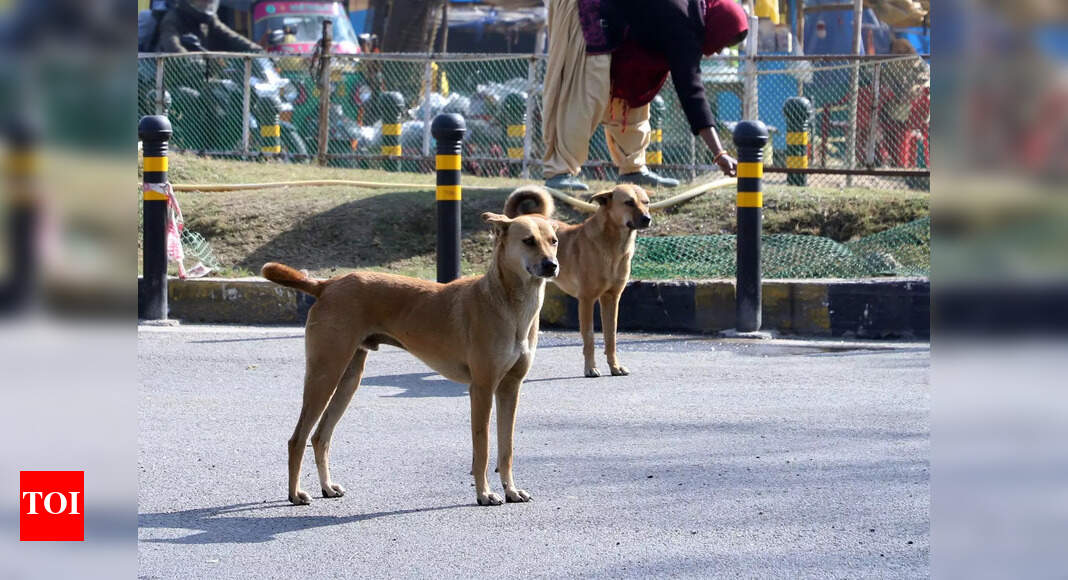 Supreme Court Directive on Stray Dogs Sparks Outcry from Jharkhand Animal Activists