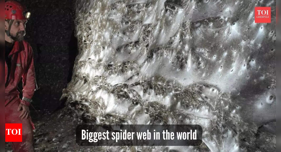World’s largest spider megacity: 1,11,000 spiders living together in a massive web inside a Sulphur cave