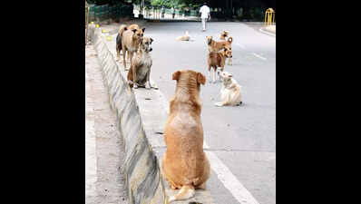 Three months after fatal dog attack in Bengaluru, victim’s kin set to receive Rs 5 lakh compensation