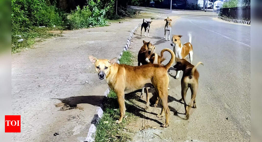 Supreme Court's stray dog relocation order leads animal activists to seek better welfare measures