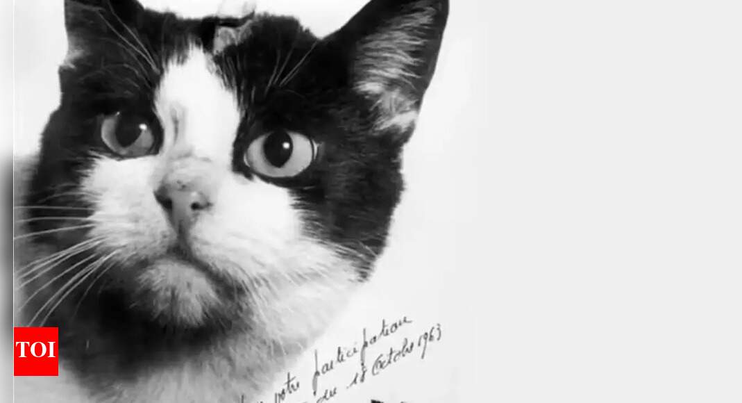 Meet Felicette: France’s first cat in space and historic feline astronaut