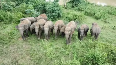 Elephants trample man to death, cause havoc day after at funeral
