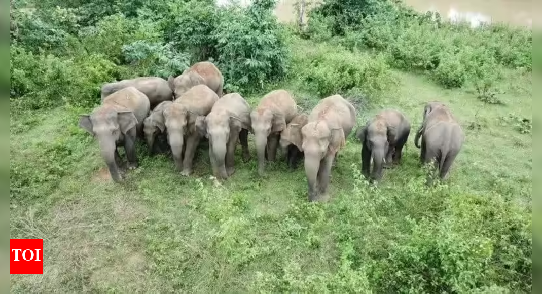 Elephants trample man to death, cause havoc day after at funeral