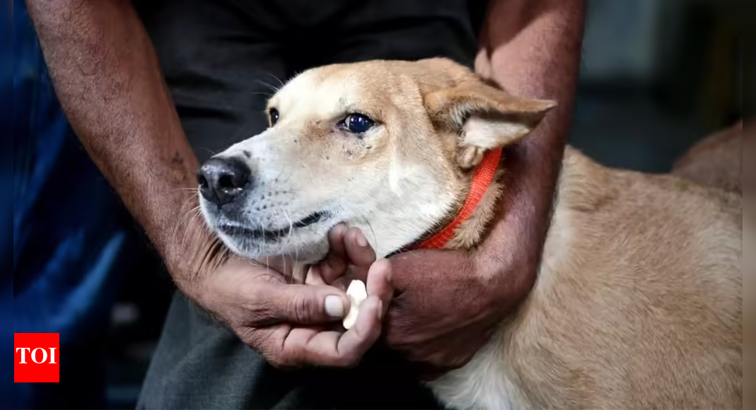 Remove strays from hospitals, schools, bus & train stations: Supreme Court