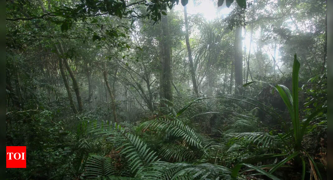 Top rainforests in the world and why they’re crucial for our planet’s survival