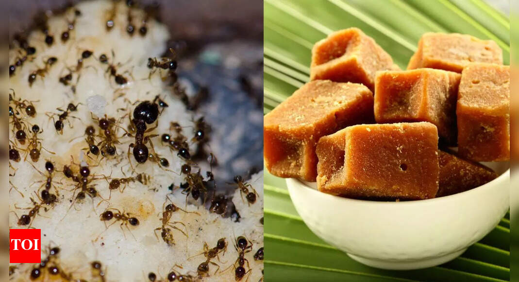 Feeding jaggery to ants: Why it is believed to be a powerful remedy against the ill effects of these 3 planets