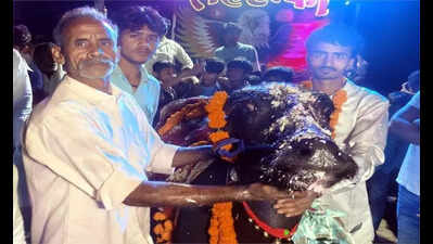 Villager spends ₹1.2L on buffalo’s b’day to ‘flaunt clout’ before panchayat polls