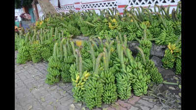 Farmers must focus on value addition of bananas for better profits: Export corporation