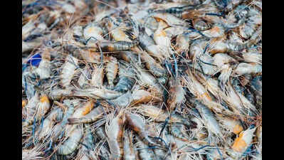 Researchers develop low-cost IoT system to improve shrimp farming