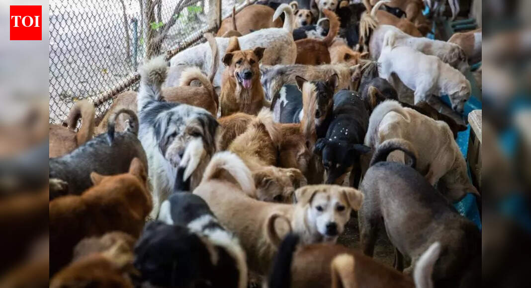 Activists mobilise support against relocation of strays | Jaipur News ...