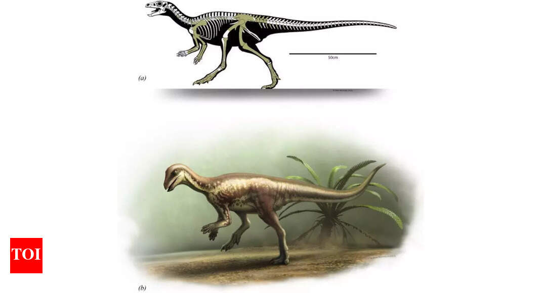 Cat-sized dinosaur discovered in Colorado offers clues to how small species survived the Jurassic