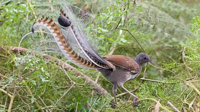 Meet the Lyrebird: The bird that can mimic an entire forest for survival