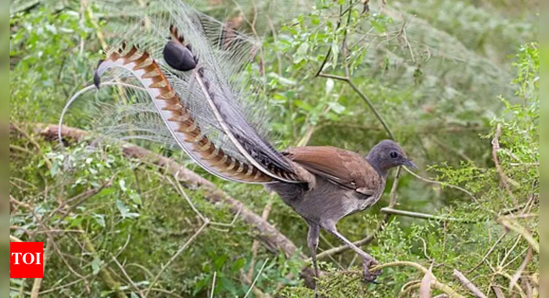 Meet the Lyrebird: The bird that can mimic an entire forest for survival